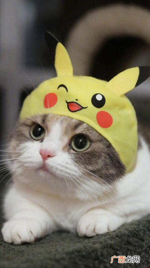 30张猫咪搞怪照片，让人捧腹大笑 猫咪图片大全可爱头像