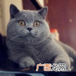 英短蓝猫好养吗,蓝猫和金毛哪个更好养？