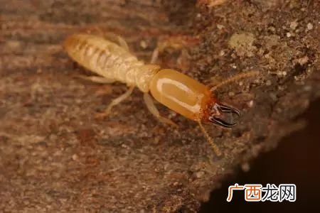 如何有效防止白蚁,怎样防治白蚁？