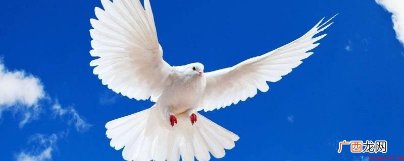 鸽子在大白天航行时关键借助日光来导航栏 鸽子在白天飞行时主要依靠什么来导航