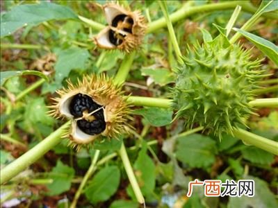 茄科植物的主要特征,西红柿有什么特点？