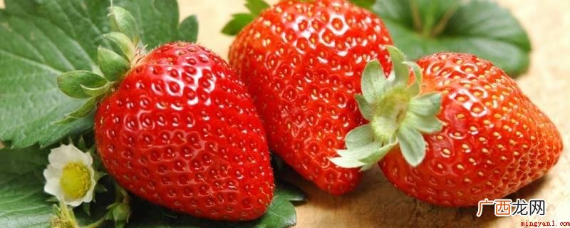 99草莓是森研99号,是具备奶香味的一种草莓 99草莓是什么品种