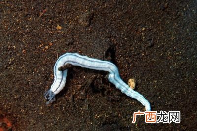 蚂蝗和蚂蟥有什么区别,蚂蟥和蚂蝗哪个写的对？