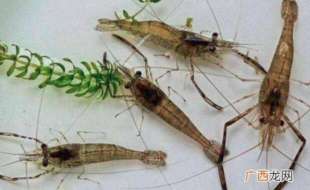 草虾和河虾的营养价值区别 草虾和河虾的区别