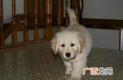 养狗的好处与坏处,养狗有哪些坏处?