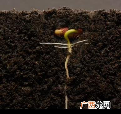 黄豆发芽一般是几天,黄豆发几天能出芽？