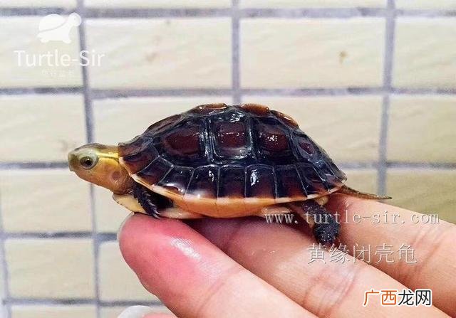 台缘龟和安缘龟的区别是什么,黄缘龟品种？