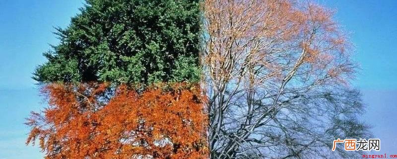 春天的温度、日照、降水,处在一年中的大转折,绿色植物出芽,风 一年四季的特点