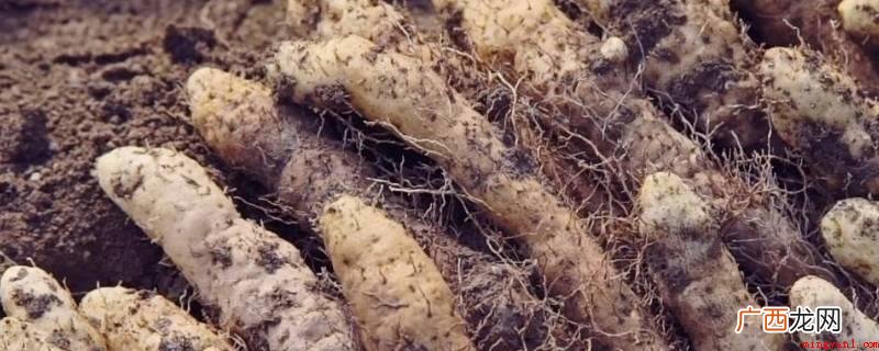 姜薯削了皮放电冰箱能放3天上下,姜薯上裹上保鲜袋可以有效的增 姜薯削了皮放冰箱能放多久