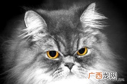 猫的眼睛什么形状,猫的眼睛为什么会变？