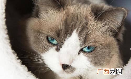 猫的眼睛什么形状,猫的眼睛为什么会变？