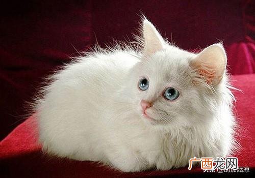 小猫流眼泪是怎么回事,为什么猫会哭？