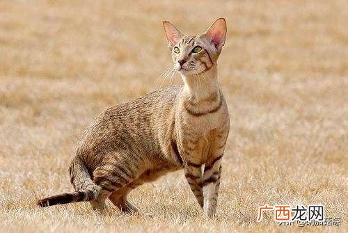 小猫流眼泪是怎么回事,为什么猫会哭？