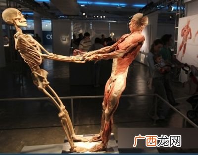 人体标本的人哪里来的,地球上的人类是怎么演化而来的，为何有人类？