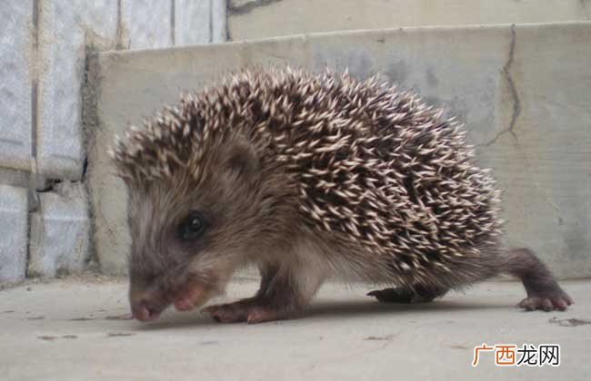 刺猬吃什么食物?,刺猬吃什么，喝什么？
