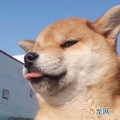 舔狗是什么梗舔狗是什么意思,闲鱼舔狗什么梗？