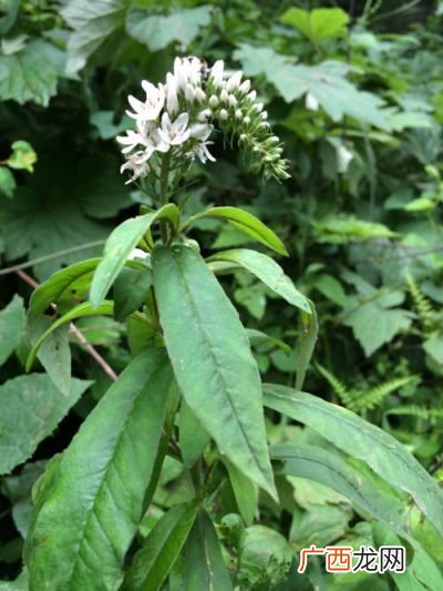 复穗状花序有那些植物,无限花序的代表植物？