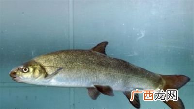 鱼代表什么生肖,12生肖哪些动物喜欢吃鱼？