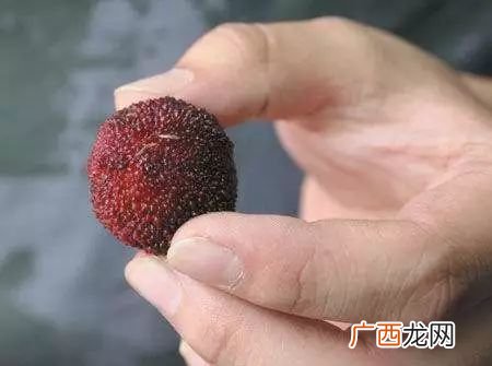 米里白色的虫子是蛆吗,有什么方法能够迅速简单的挑出米虫么？