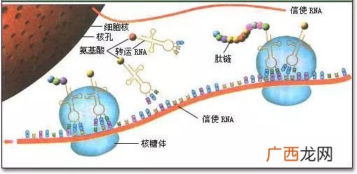 组蛋白在DNA中的作用,dna带正电还是负电？