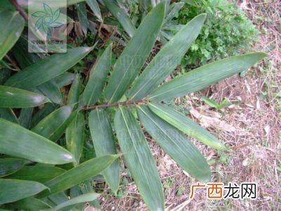 粽叶树是什么植物,粽叶树有几个品种？