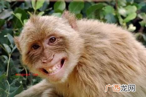 简略回应英雄王座打一生肖是猴,惊天动地的意思是使天地惊扰 惊天动地打一肖