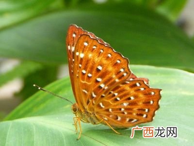 昆虫纲有哪些目,昆虫纲有哪些目？
