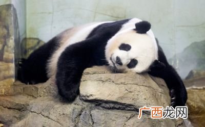 大熊猫的特征是什么,大熊猫有什么特点？