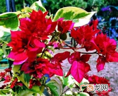 三角梅的品种有哪些,三角梅品种大全名称和图片？