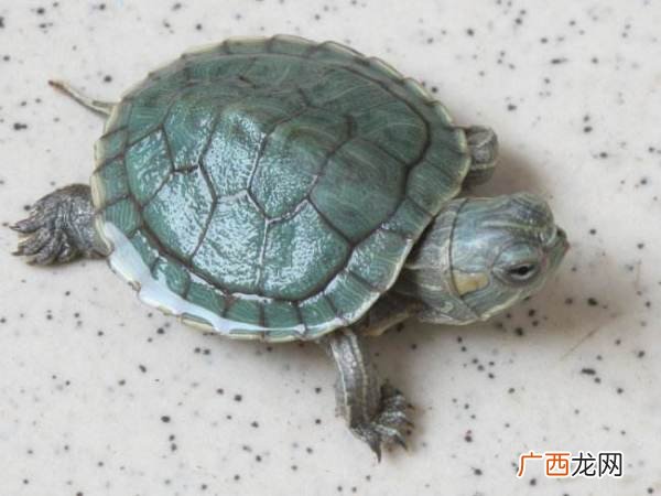 乌龟都吃什么蔬菜,菜龟喂什么东西吃？