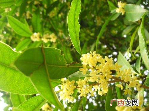 桂花几月开什么季节,金桂在什么时候开花？