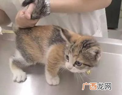 小猫咪的正常体温是多少,请问小猫的正常体温是多少？