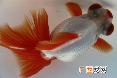龙睛金鱼怎样繁殖,不同种类的金鱼能否繁殖后代?