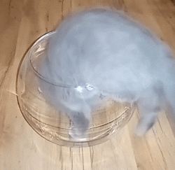 猫猫看上去十分绵软,有时小饭盒、小茶杯都能钻进去 为什么猫咪能像液体一样缩在小盒子里？