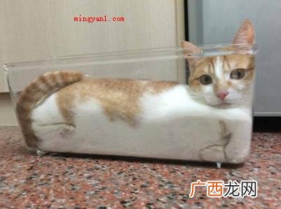 猫猫看上去十分绵软,有时小饭盒、小茶杯都能钻进去 为什么猫咪能像液体一样缩在小盒子里？