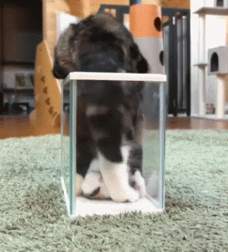 猫猫看上去十分绵软,有时小饭盒、小茶杯都能钻进去 为什么猫咪能像液体一样缩在小盒子里？