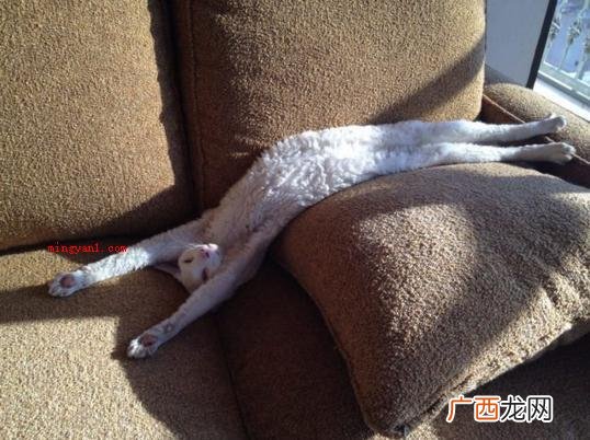 猫猫看上去十分绵软,有时小饭盒、小茶杯都能钻进去 为什么猫咪能像液体一样缩在小盒子里？
