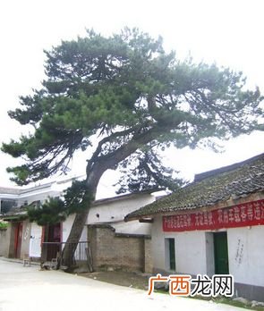 墓地适合栽种什么树,云杉可以栽到墓地吗？