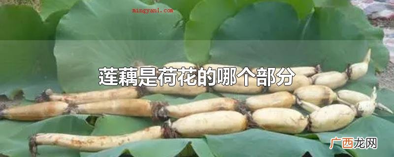 莲藕是莲花的哪一个一部分 莲藕是荷花的哪个部分