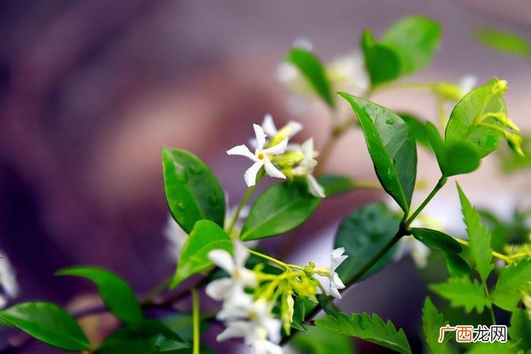 风车茉莉花几月开花,风车茉莉几月开花？
