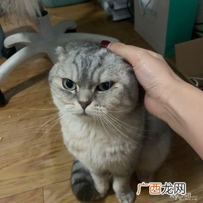 银渐层可以和什么配,金渐层和银白配出什么？