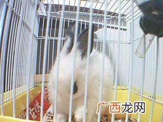 兔子黑眼全身黑是什么品种,黑眼垂耳兔是什么品种？