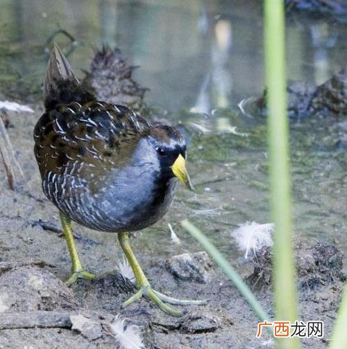 秧鸡是什么种类,白冠水鸡是保护动物吗？