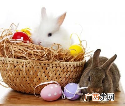 复活节兔子的由来,威能兔的由来？
