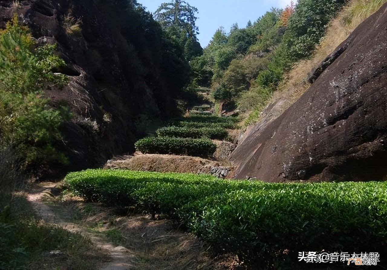 为什么叫岩茶 岩茶属于什么茶
