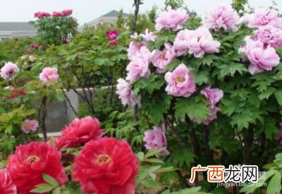 牡丹花怎么栽培,山牡丹的养殖方法？