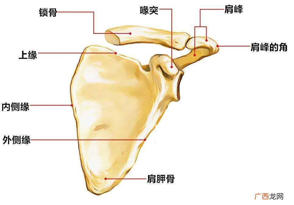上肢骨有哪些骨骼组成,上肢骨的组成和分布？