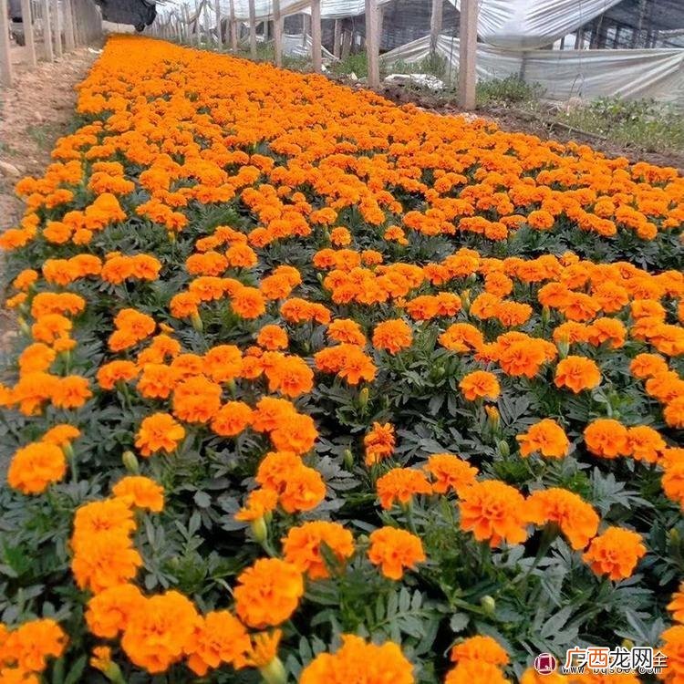 各式各样的花坛常用的花卉植物有哪些 花坛种什么花好看