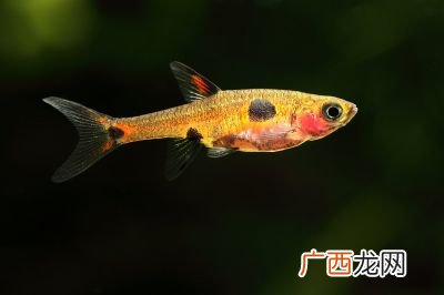 灯笼鱼又叫什么鱼,世上有灯笼鱼吗？