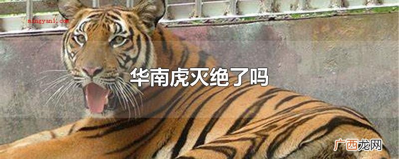 华南虎没有绝种_健康频道 华南虎灭绝了吗